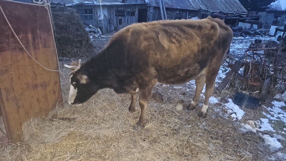 Продам корову ...