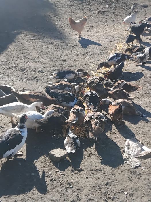 De vânzare rațe mute