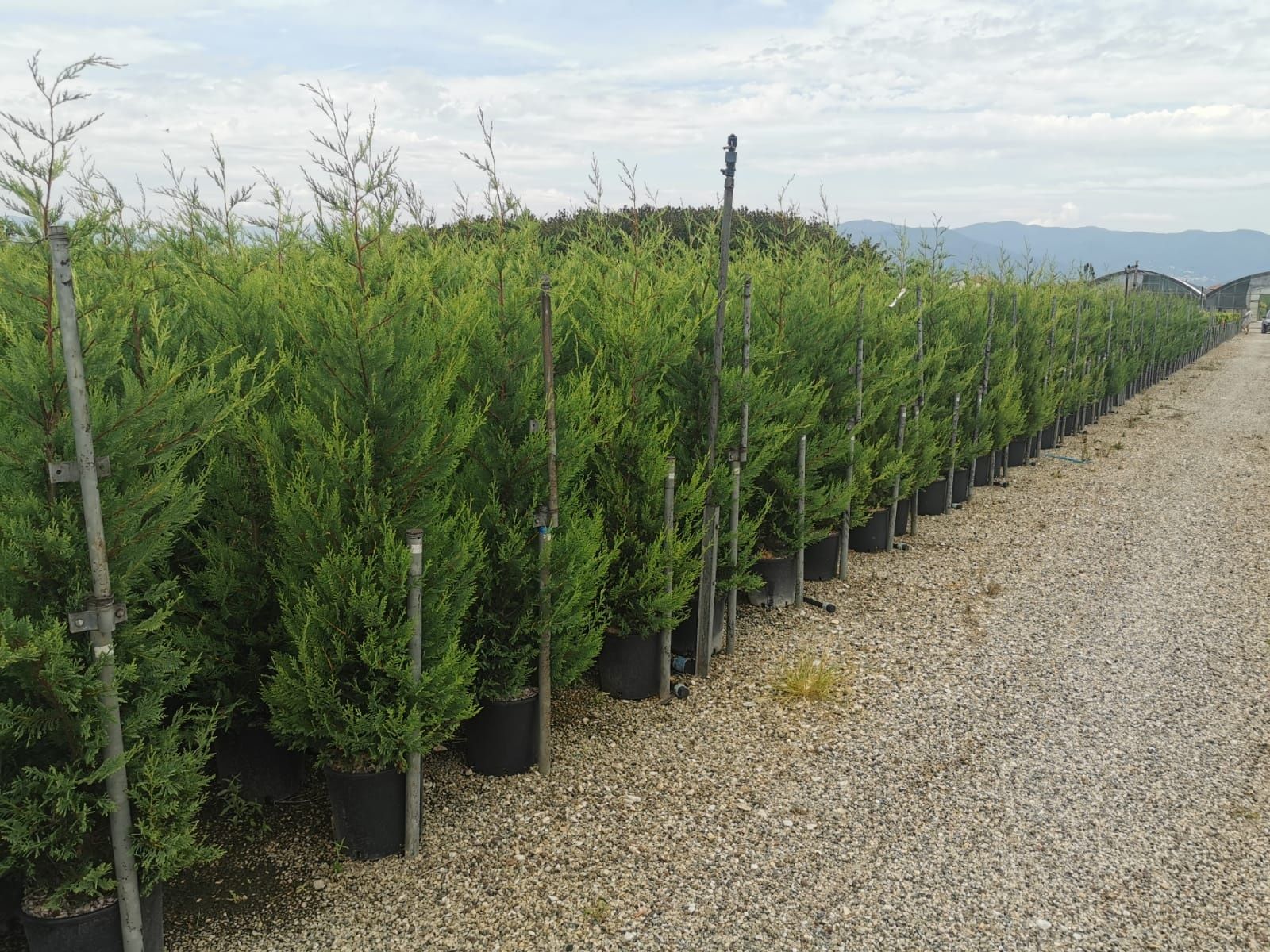 Thuja ( tuia ) pentru curtea si gradina dumneavoastra