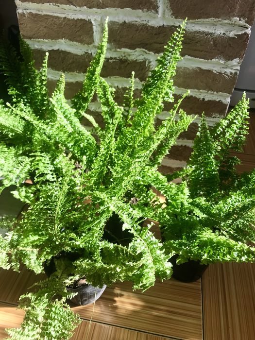 Комнатные цветы