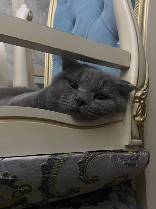 Кошка британская вислоухая