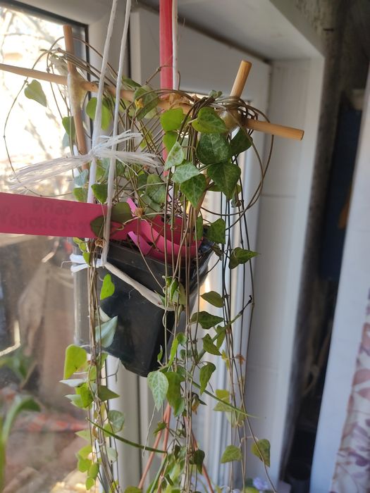 Циропегия Вуда. Цветок комнатный