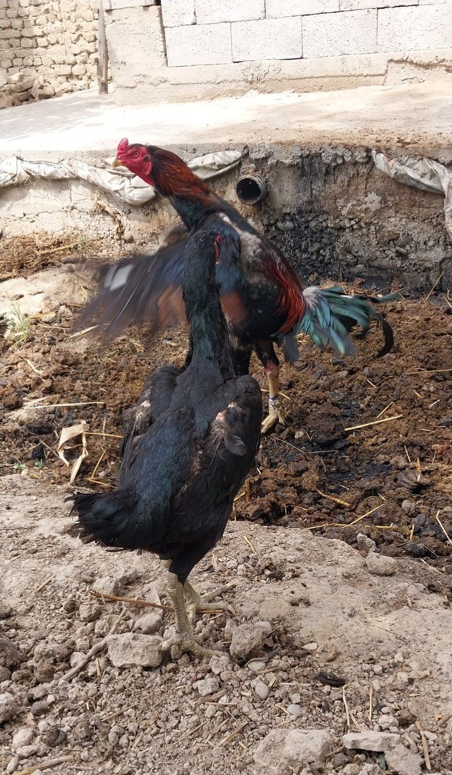 Дакан хуроз и макиён