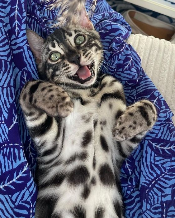 Bengal - kittens ! ГОТОВЫЕ КОТЯТА- серебро и золото