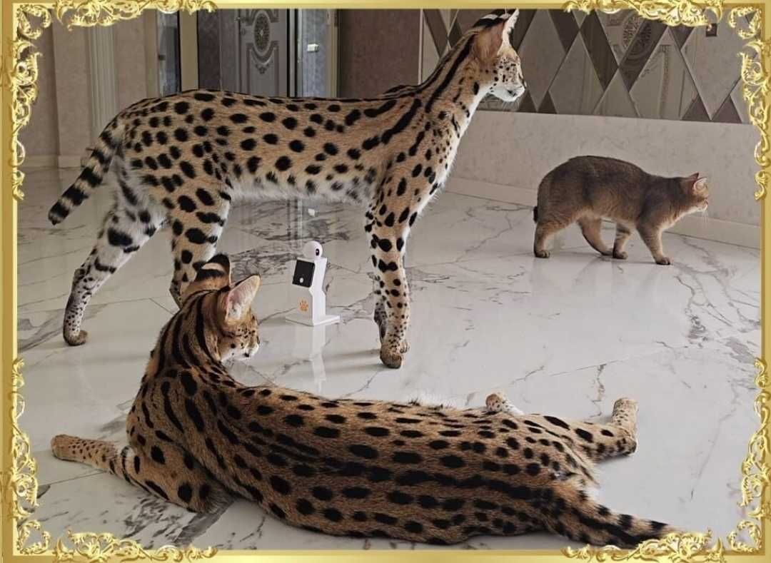 Serval (noyob mushuk)