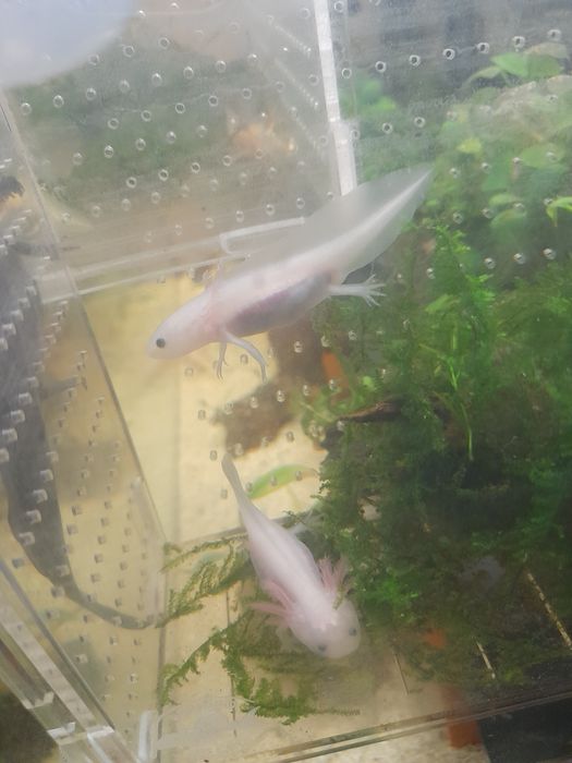Pui axolotl 6-7 cm