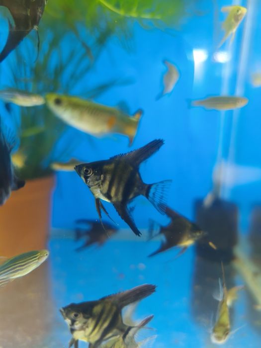 Skalari baliklar sotiladi