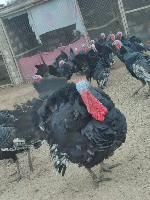 Үнік қораздары сатылады