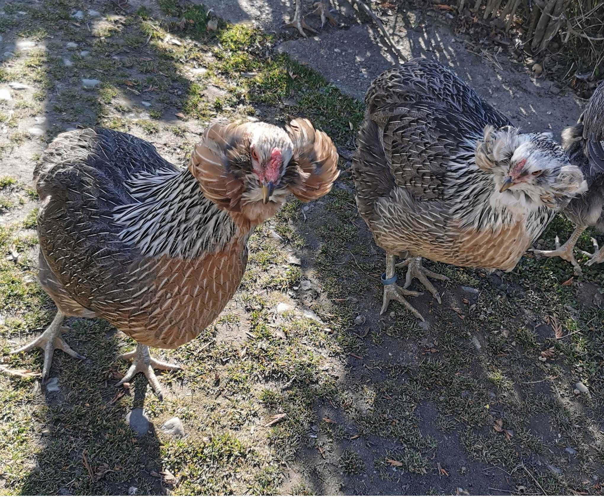Oua Araucana Argintiu Silver, rasa pura