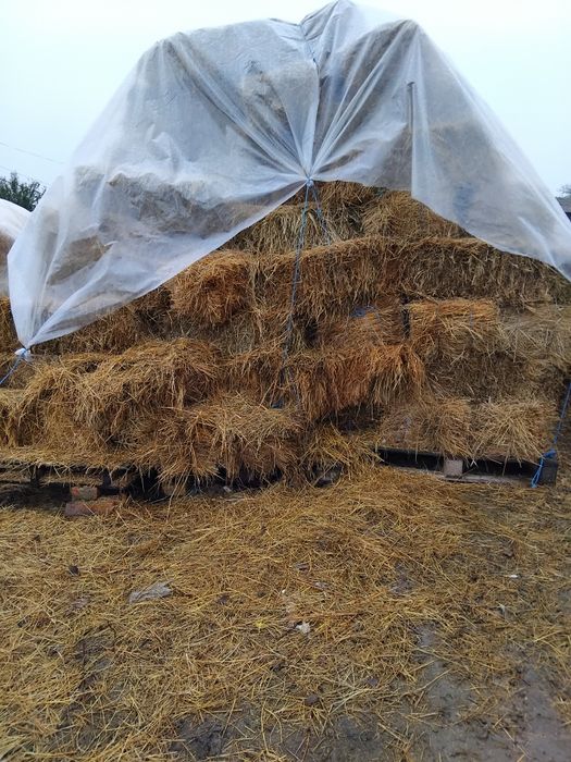 Baloți de fîn de vînzare Fibiș