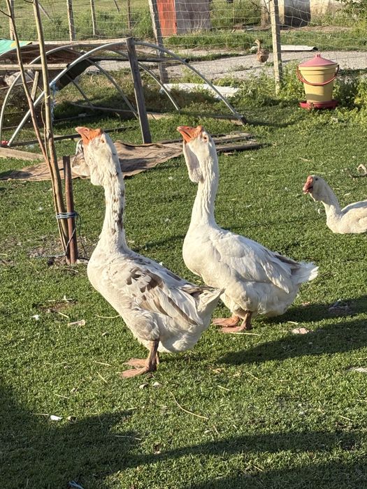 Млади гъски Холмогори и смес