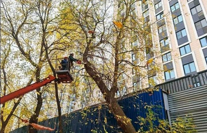 Распилить дрова , спилить дерево, сделать санитарную обрезку ?