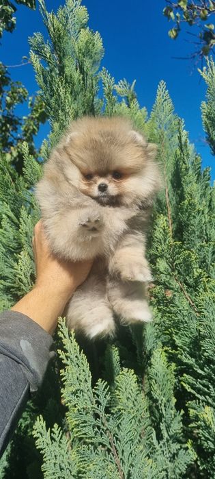 Померан мини померанче