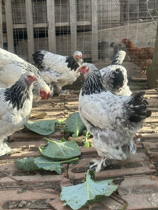 Găini si cocoși din rasa brahma !!!