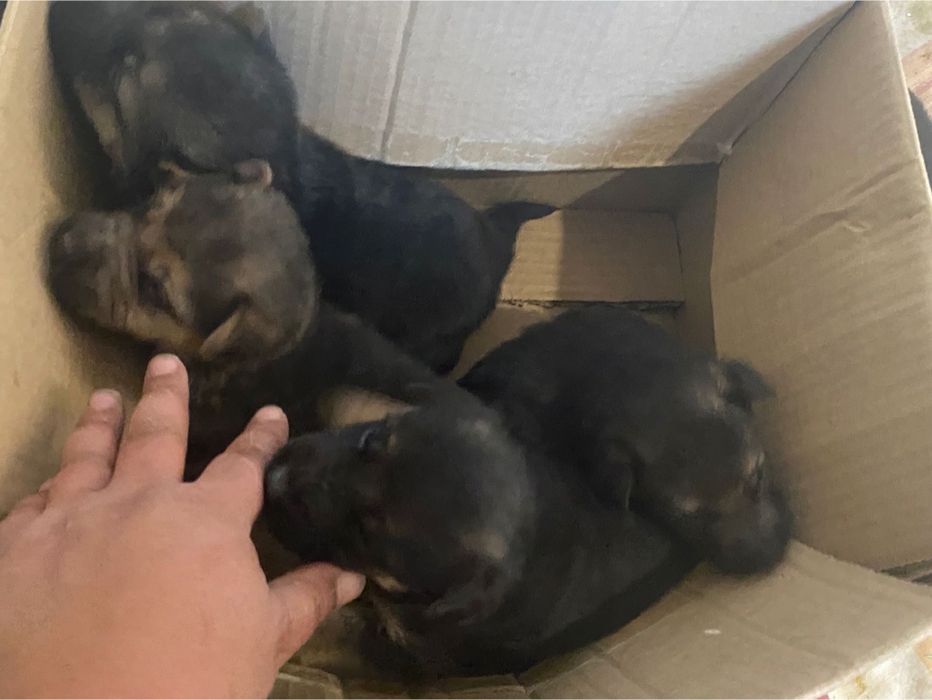 Щенята  бесплатно