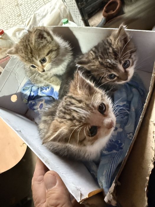Отдам котят в хорошие руки