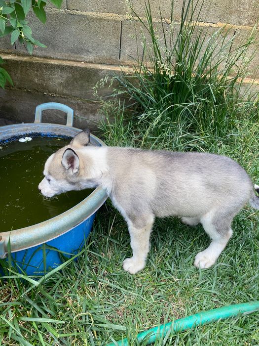 Donez pui husky  Timișoara