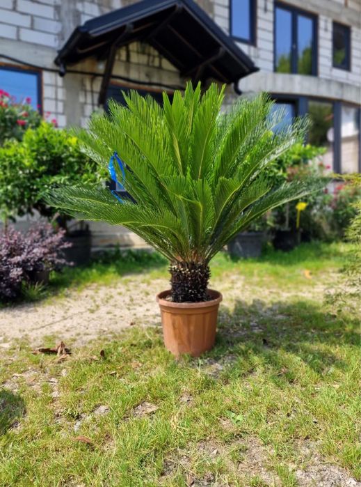 Palmieri rezistenti la inghet