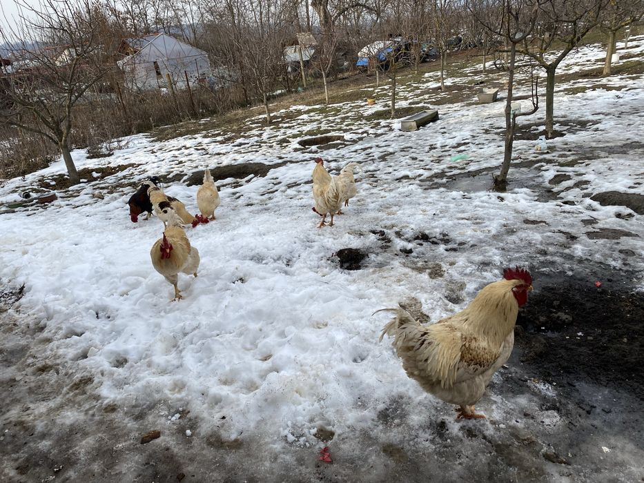 Cocosi albi  romanesti 1 an