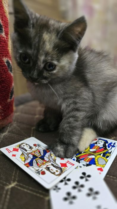 Отдам котят 1.5м