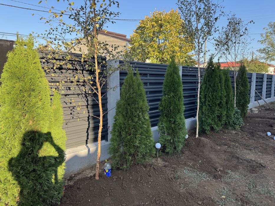 Mestecan alb 3 m la 6 m