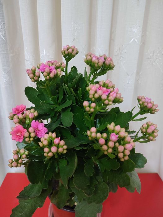 Комнатные  цветы