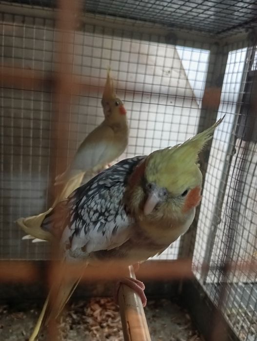 Карелла таер пар енди пар тушкан куш