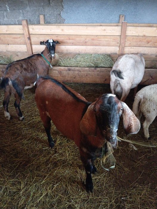 Țap anglonubian de vânzare