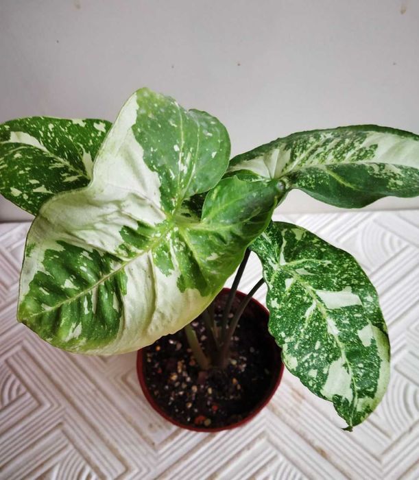 Сингониум Панда ( молодое растение )