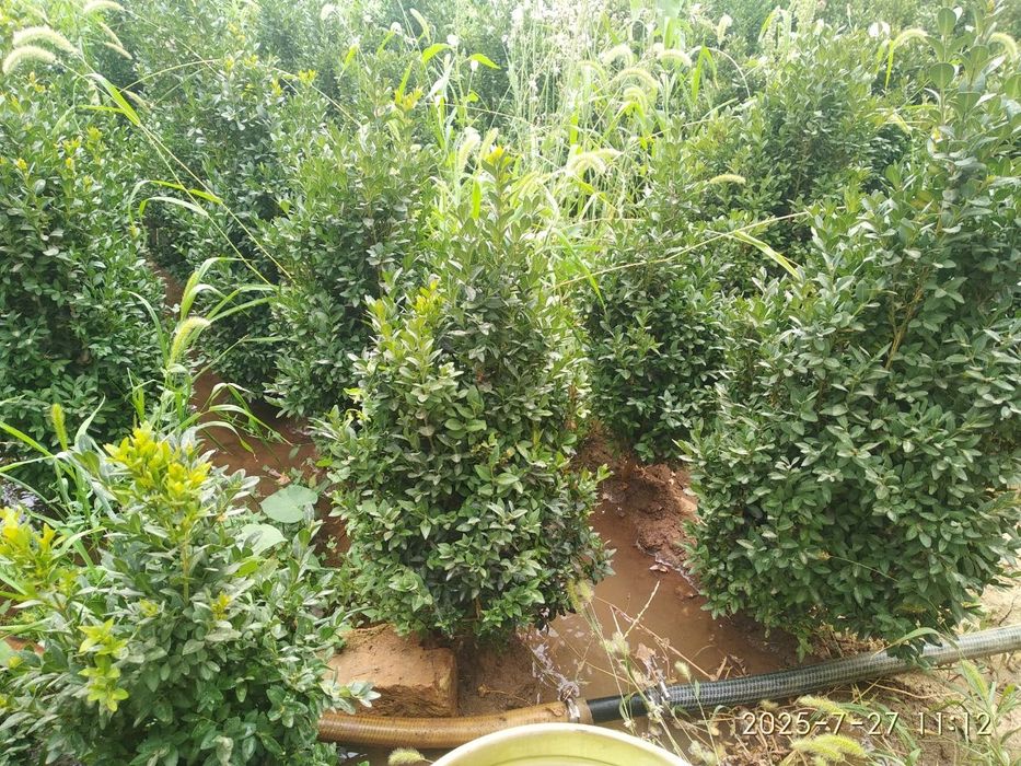 Shamshotlar Sotiladi