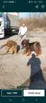 Mastiff Tibetan