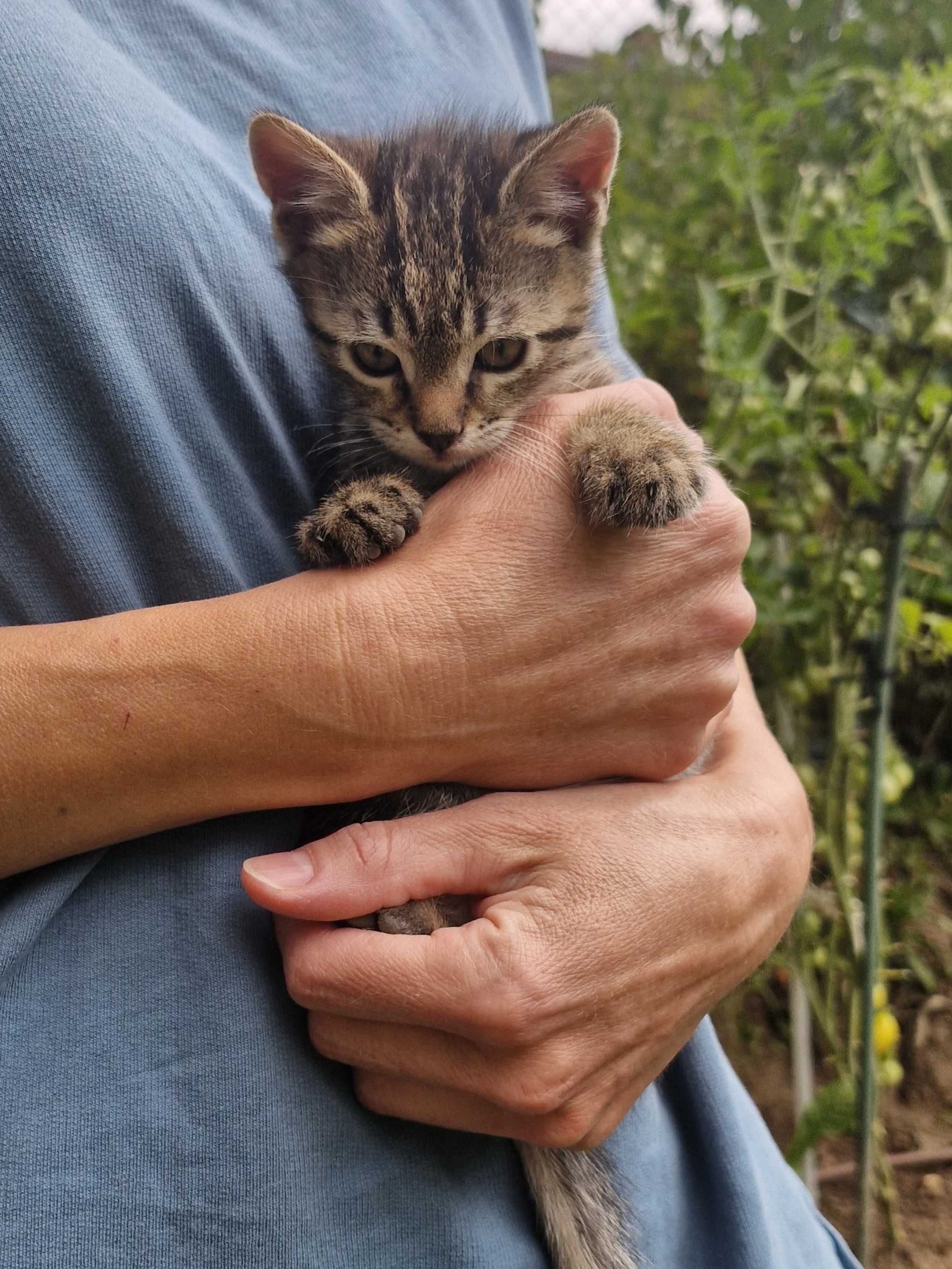Две двумесечни котета си търсят дом
