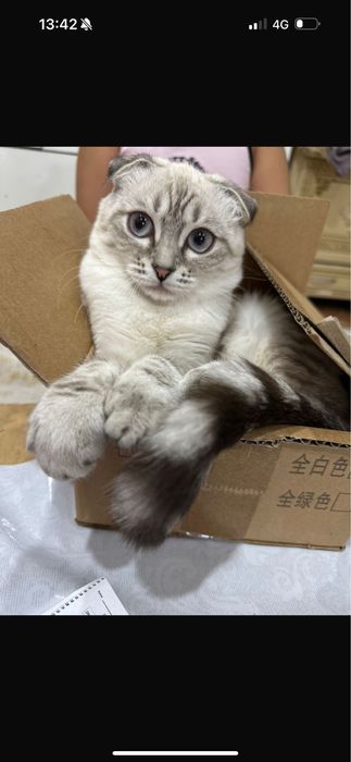 Отдам котенка,кошечку