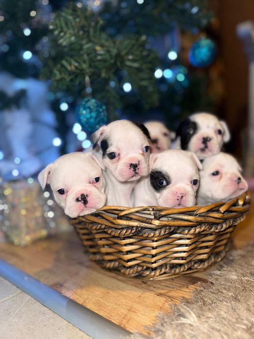 Свободни френски булдози