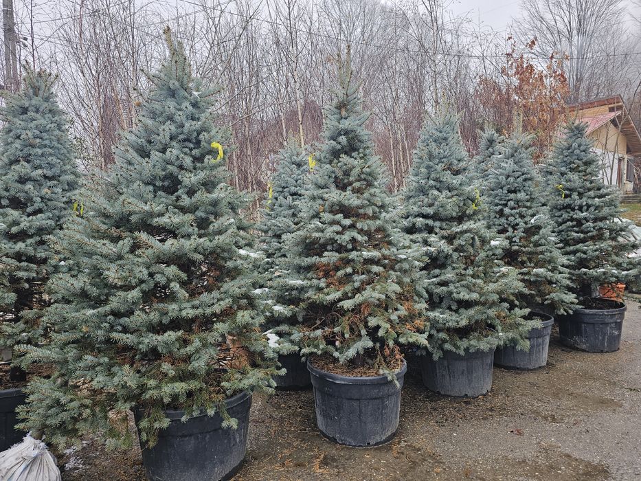 Brad argintiu la ghiveci ( vand brazi argintii hoopsii ) abies, picea.