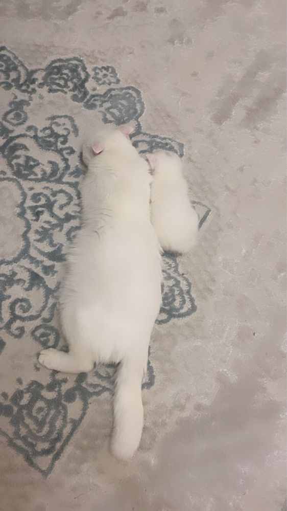 Котята вислоухие