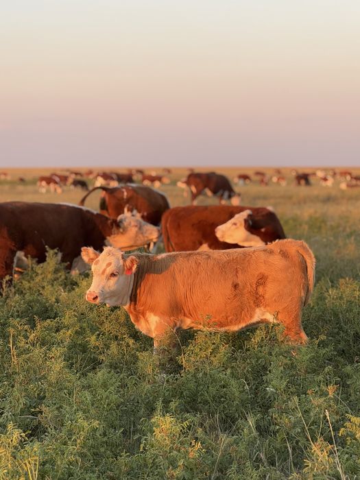 Продам дом и кашар для откорм