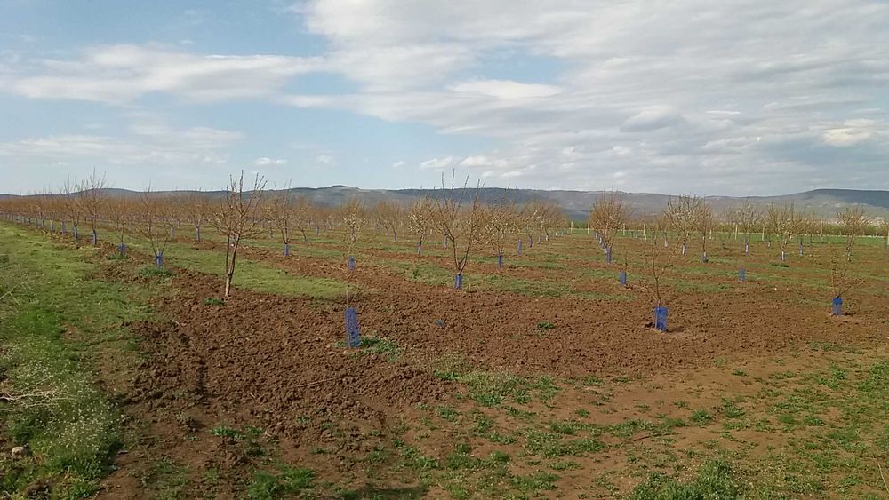 Продава се черешова градина