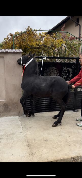 Vand manz metish de frizian din mama metish si tata frizian