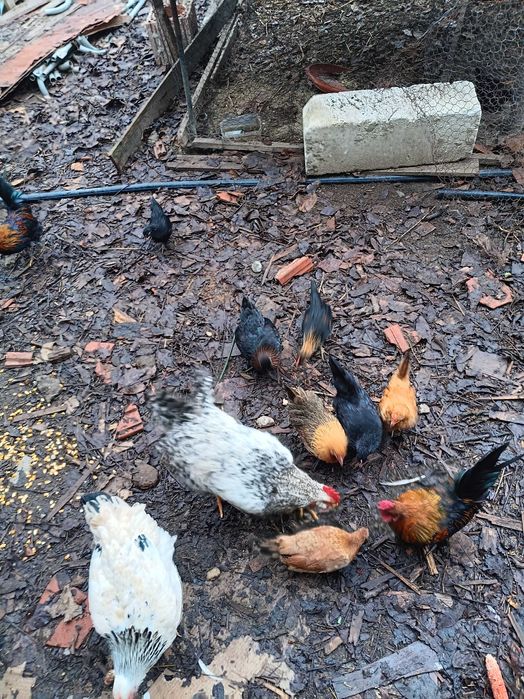 Vand gaini frumoase mici si mari, perlate, americane