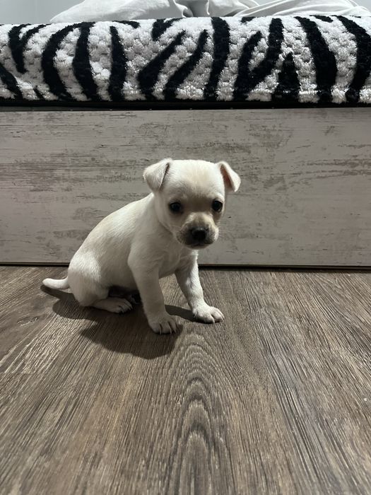 Продавам чухуахуа