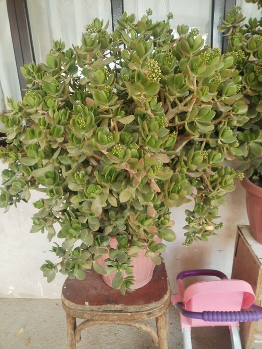 Dollor gullar sotiladi. Доллар продаётся.