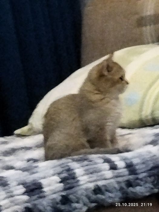 Продается котенок золотая шиншилла