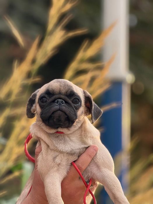 Щенок мопс,мопсиха