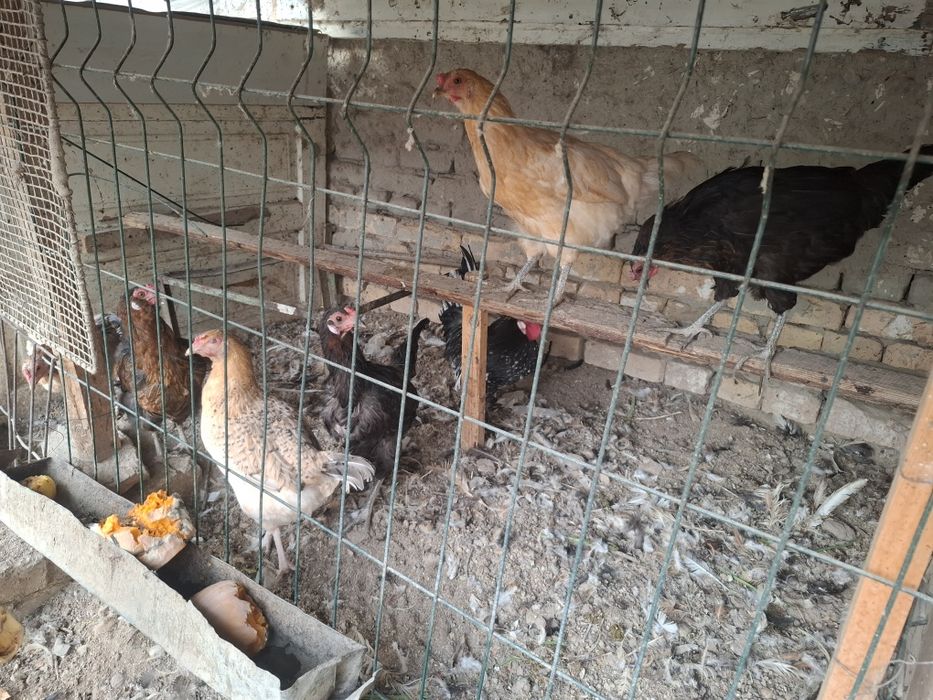 Хонаки товуклар сотилади