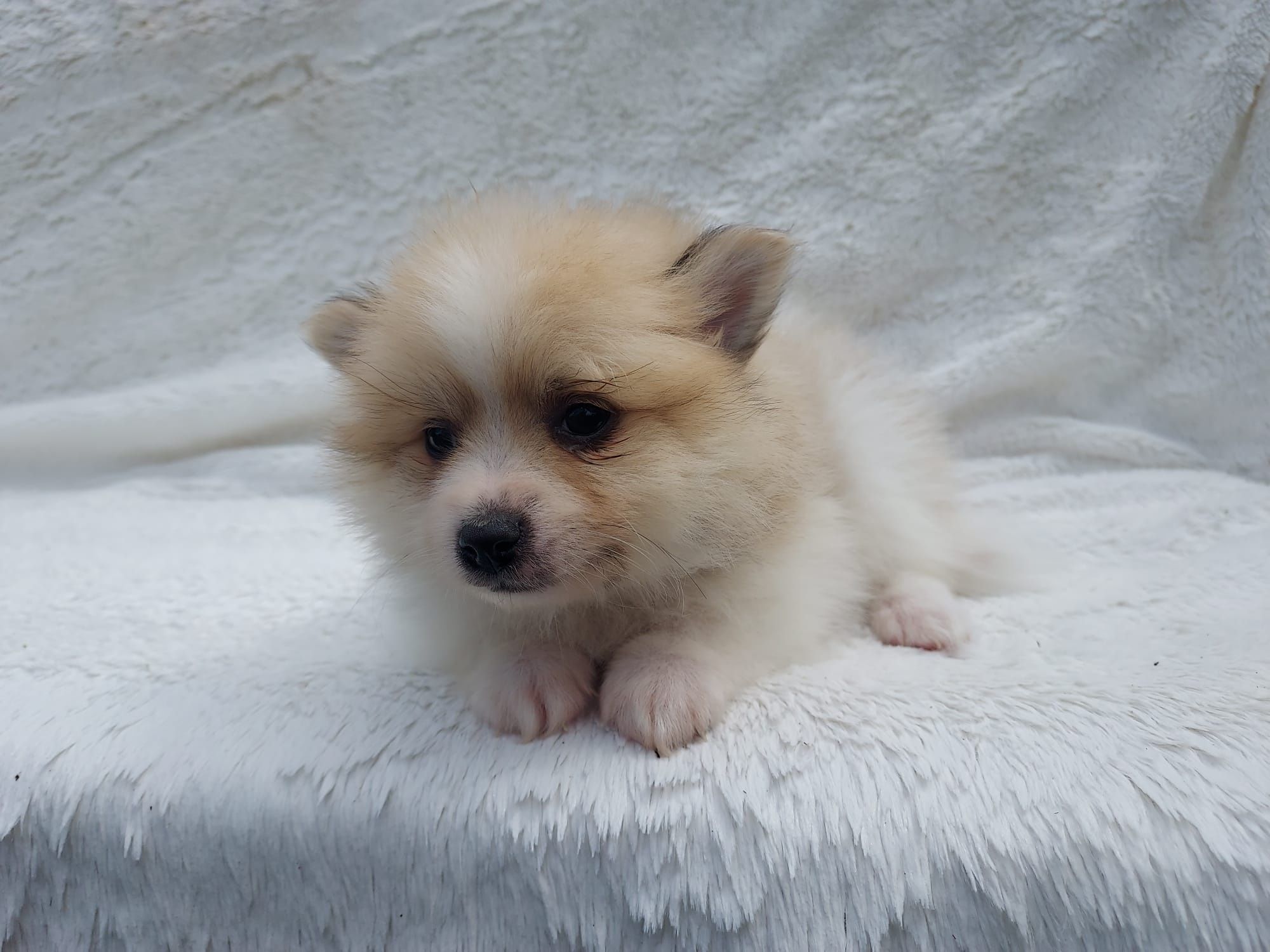 Pomeranian BOO Băiat