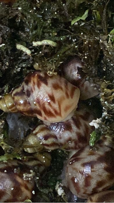 Продам ахатина  ретикулята альбино и черноголовые!