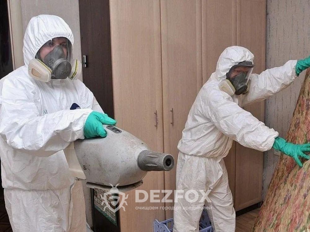 Дезинфексия Уничтожение Клопов От Тараканов Крыс Мышей В Доме Кафе