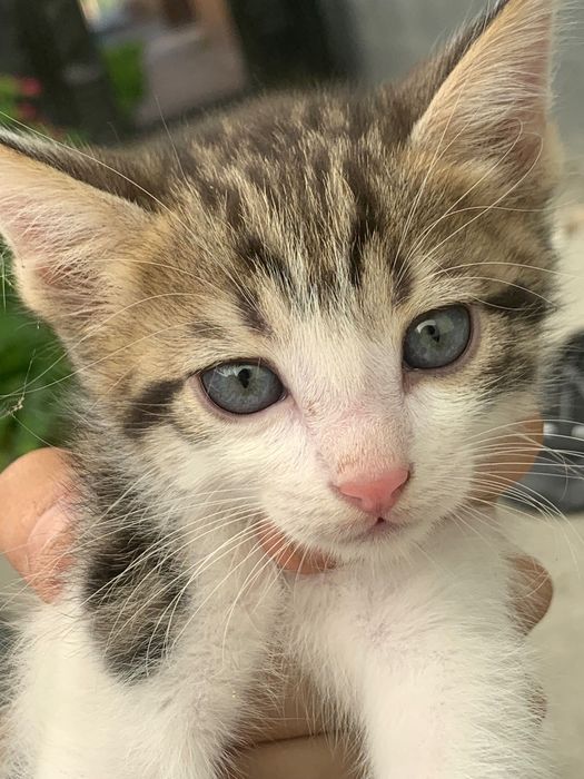 Отдам в хорошие руки