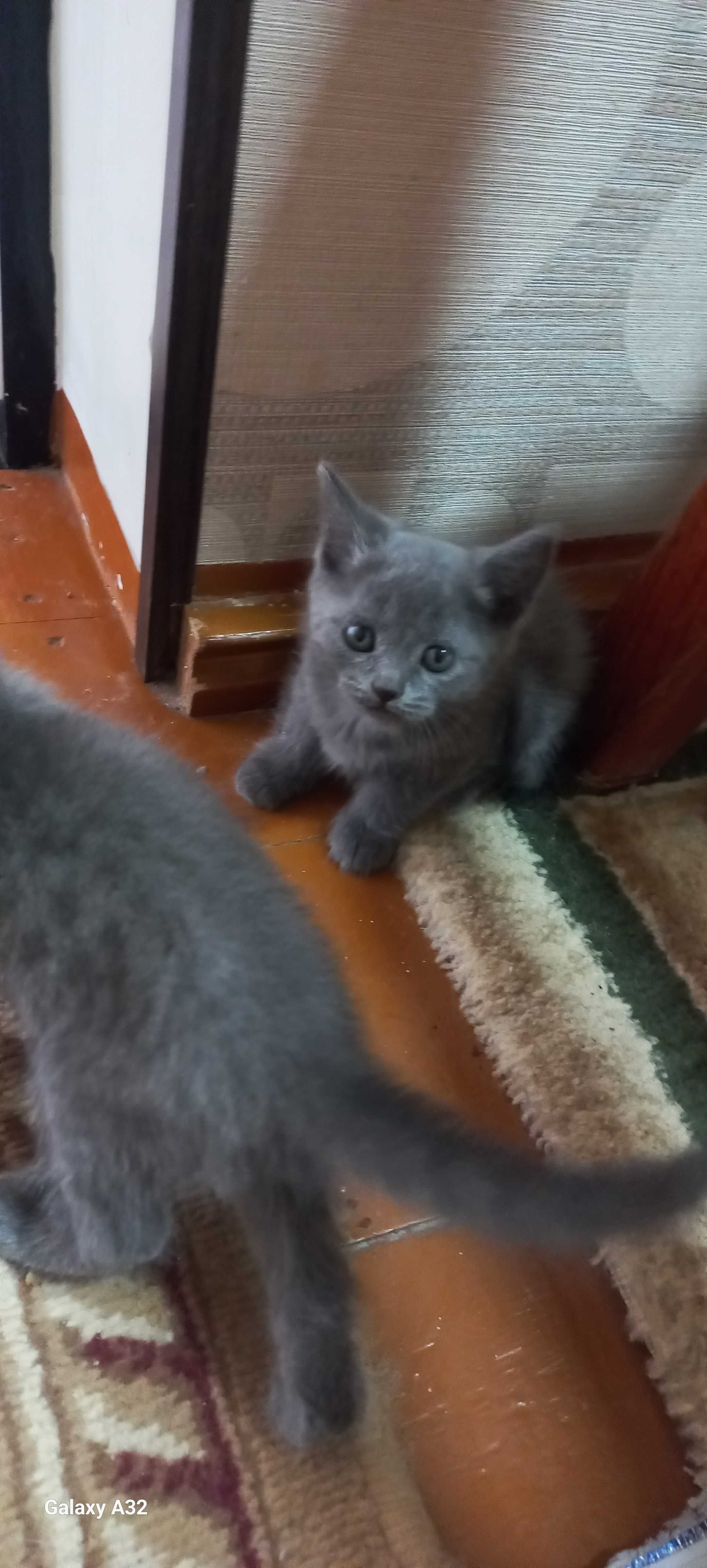 Продаются котята